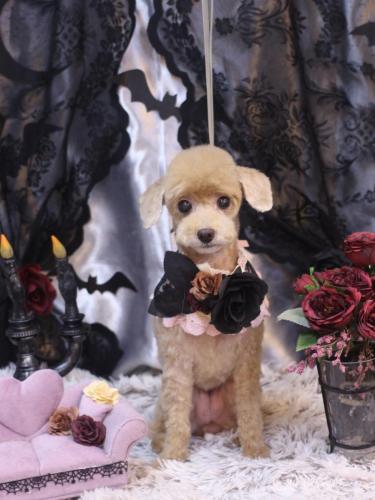 20231028ネネちゃん